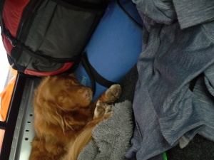 I think that's our bedding in the blue duffle bag. Ownership has never bothered Capi.