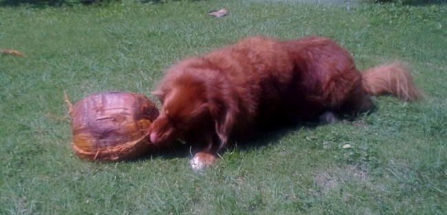 Capi found a new (coconut) ball.