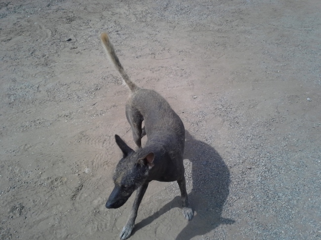 Peruvian Hairless