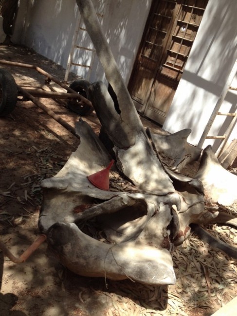 Discarded whale bone at Manticora