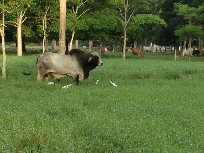 The neighbours