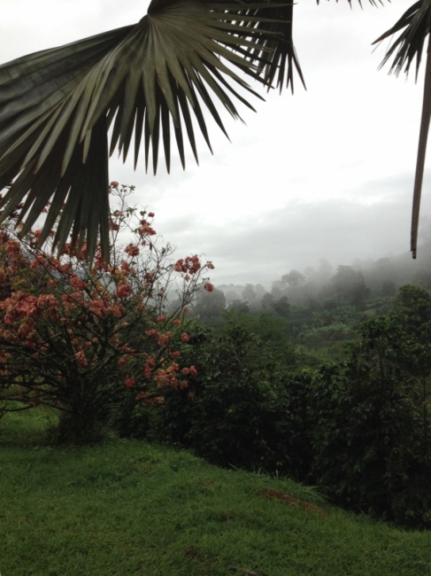 Plantation