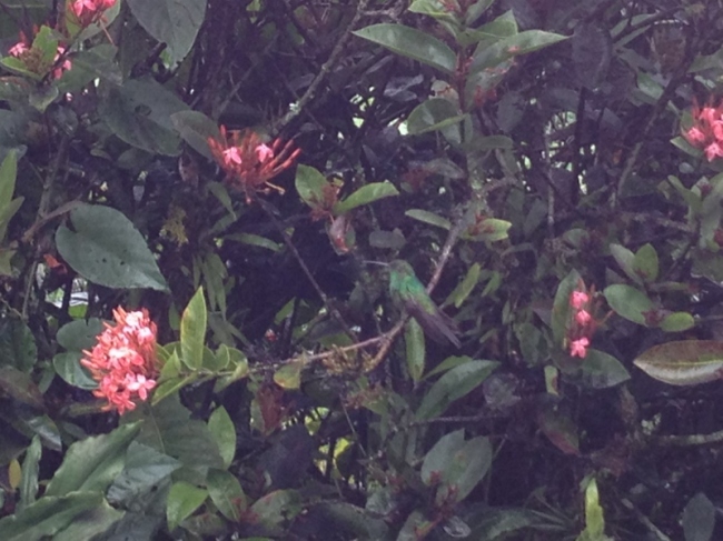 Look for the hummingbird.