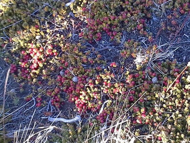 High country plants at Pali Alke