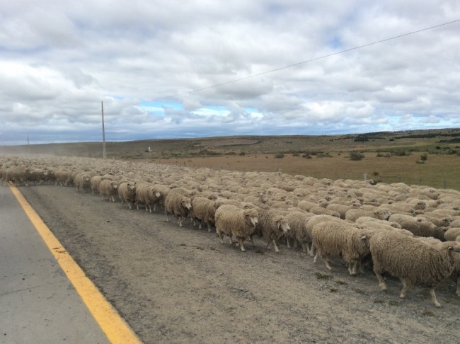 Patagonia Wool