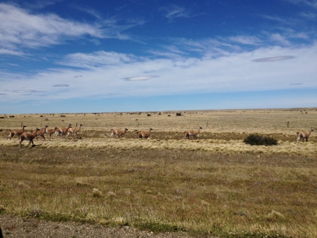 Guanacos at play