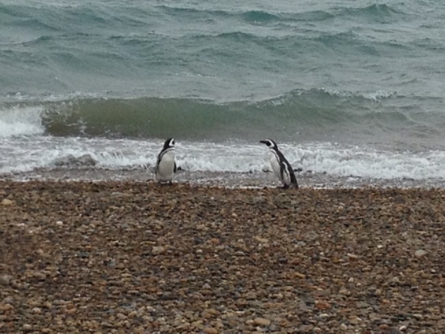 Magellenac Penguins 