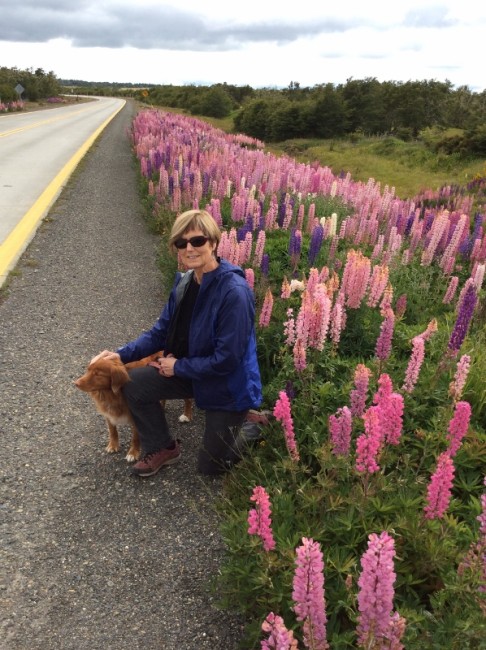 Lupines in Chile