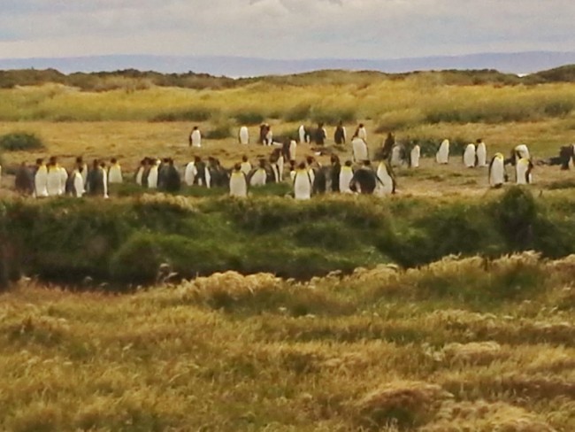 King Penguins