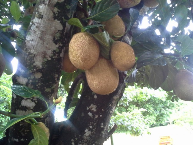 Breadfruit?