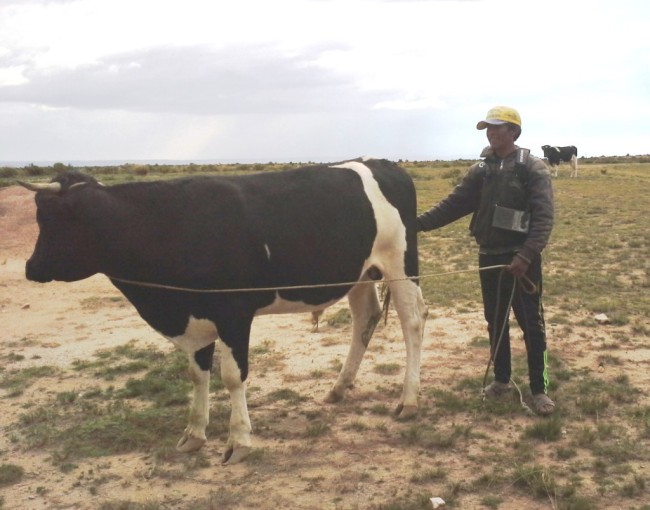 The property owner and his yearling bull