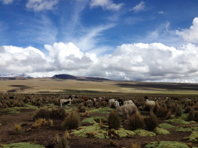 Sajama Park