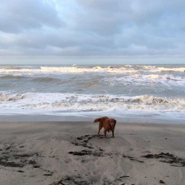 One Nova Scotia Duck Tolling Retreiver and one Beach = too much fun
