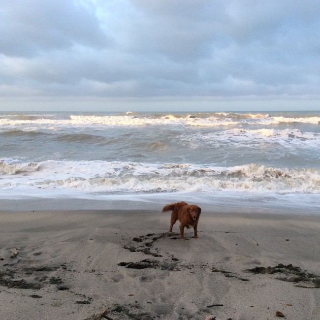 One Nova Scotia Duck Tolling Retreiver and one Beach = too much fun