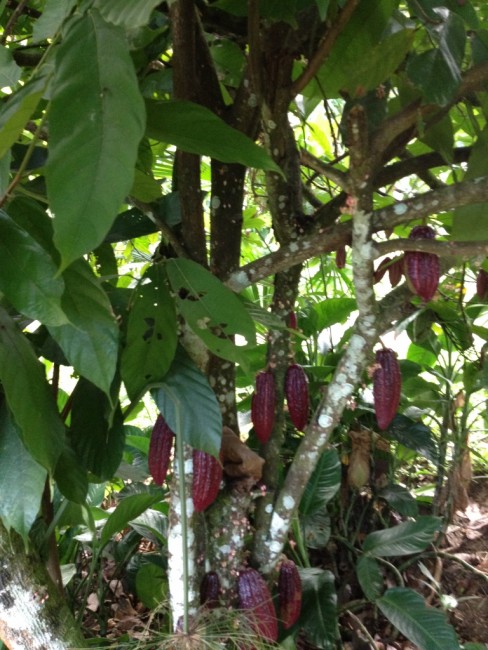 Cacoa: Chocolate still on the tree.