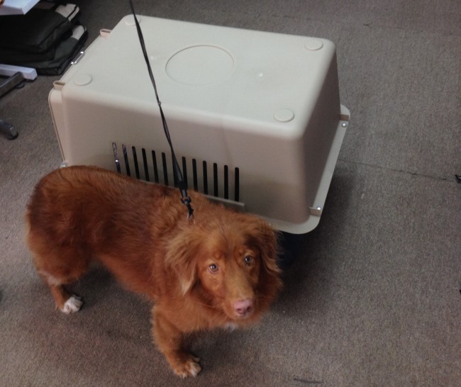 Capi needed a crate to fly for the airlines.