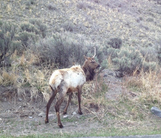 A bad hair day is nothing compared to a bad antler day.